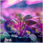 E27 Növénynevelő LED-fényforrás, 9 W, Meleg fehér WW 1200K 300lm, KOBI-001505 KOBI