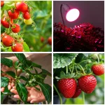 LED növénynevelő lámpa LED KOBI PLANTY CLIP W 1xE27 White Kobi Design KOBI-001506 KOBI