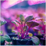 LED növénynevelő lámpa LED PLANTY CLIP B 1xE27 Black Kobi Design KOBI-001507 KOBI