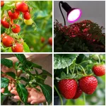 LED növénynevelő lámpa LED PLANTY CLIP B 1xE27 Black Kobi Design KOBI-001507 KOBI