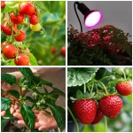 LED növénynevelő lámpa LED PLANTY CLIP B 1xE27 Black Kobi Design KOBI-001507 KOBI