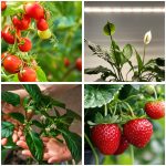 LED növénynevelő lámpa LED GROWLY 15W – Kobi Design KOBI-001510 SpectrumLED