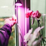 E27 Növénynevelő LED-fényforrás, 7 W, Meleg fehér WW 1200K 150lm, KOBI-004013 SpectrumLED