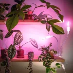 LED növénynevelő lámpa LED PLANTY CLIP W DUO 1xE27 white Kobi Design KOBI-004017 SpectrumLED