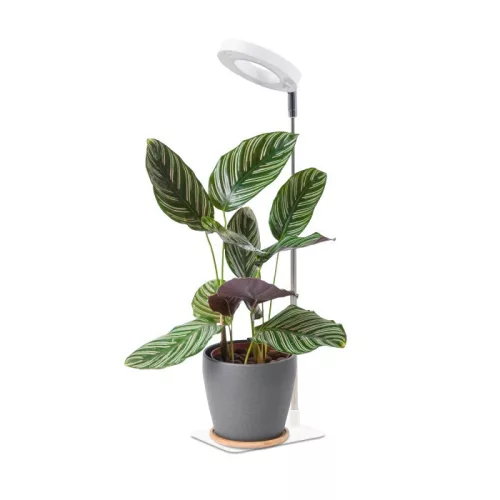 LED növénynevelő lámpa LED VERDI V2 5W 1300K white Kobi Design fehér KOBI-004320 KOBI