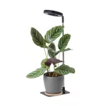 LED növénynevelő lámpa LED VERDI V2 5W 1300K Kobi Design fekete KOBI-004321 KOBI