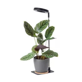   LED növénynevelő lámpa LED VERDI V2 5W 1300K Kobi Design fekete KOBI-004321 KOBI
