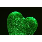 Rábalux 76040 Sparkly Beltéri lámpa, Dekor lámpa, fehér-átlátszó LED 0,8, IP20